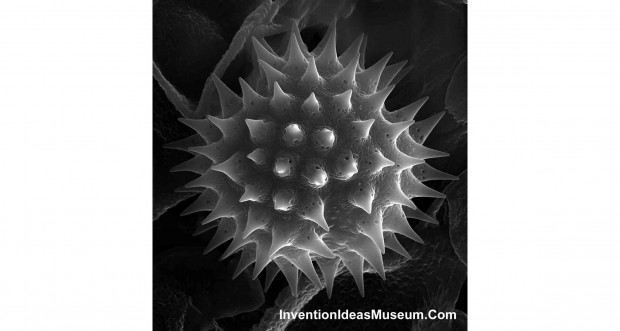 Electron Microscopy Image